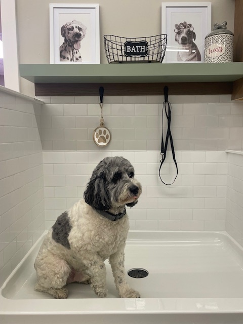 dog in a custom dog spa in Girard, OH